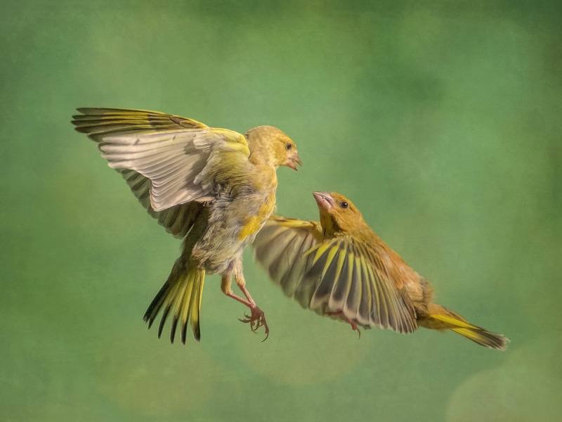 bird, action, focus, animal, photo, fighting birds, birds  birds, close up, Eye contact, birds, nature, flying, close, 1080P, two