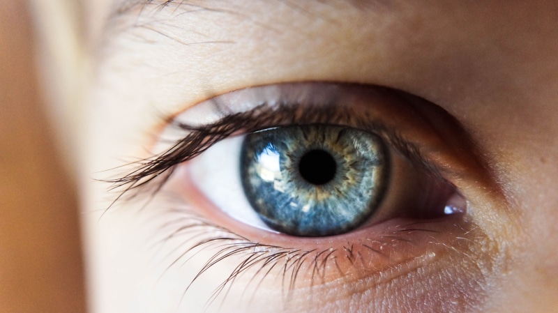 eyeball, animal, close-up, vision, human, sight, pupil, looking, adult, blue eyes, 4K, sensory perception, eye, portrait, extreme close-up, iris, women
