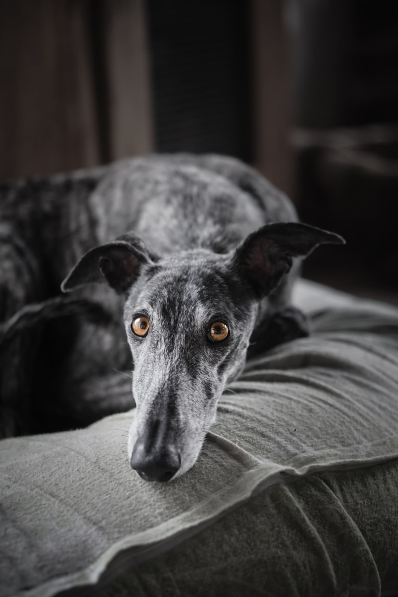 furniture, selective, dog, close-up, relaxation, sad, eyes, greyhound, focus on foreground, animal body part, focus, yellow, animal eye, domestic animals