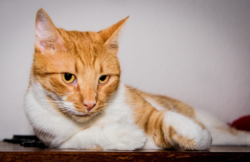 ginger cat, 4K, sweet, attention, white, satisfied, animal, cuddly, curious, lying, good, mammal, looking at camera, wood, no people, cat portrait, vertebrate