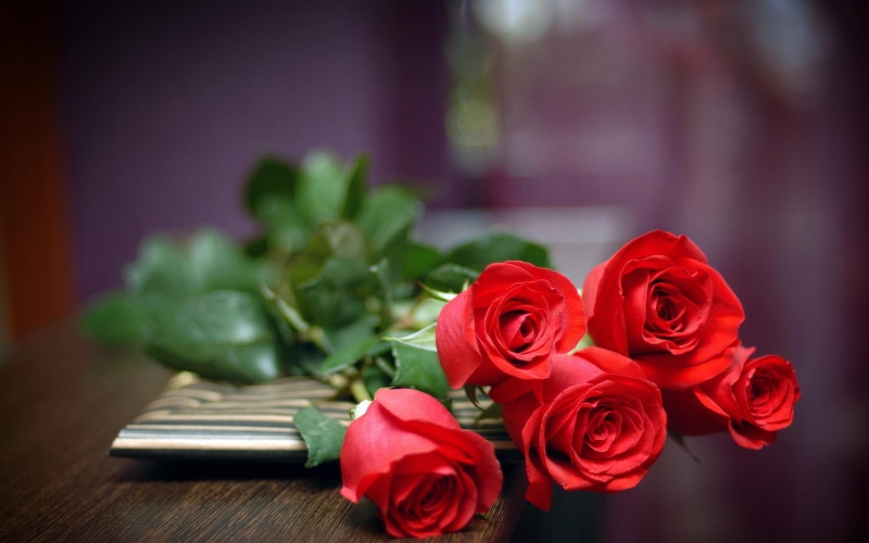 flower, roses, 2K, red, nature, love