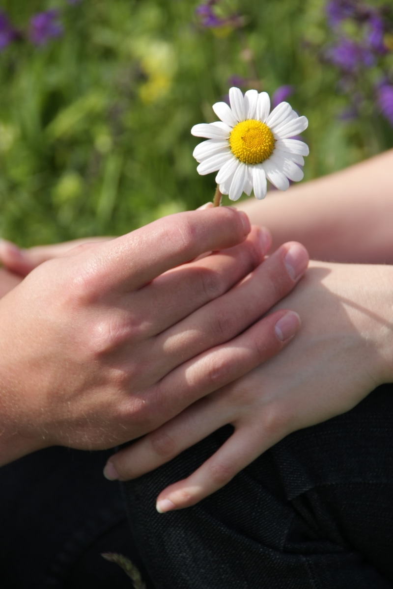care, body Care, young, healthy Lifestyle, freshness, beauty And Health, holding, beauty, valentine, white, white Daisy, healthcare And Medicine, wellbeing