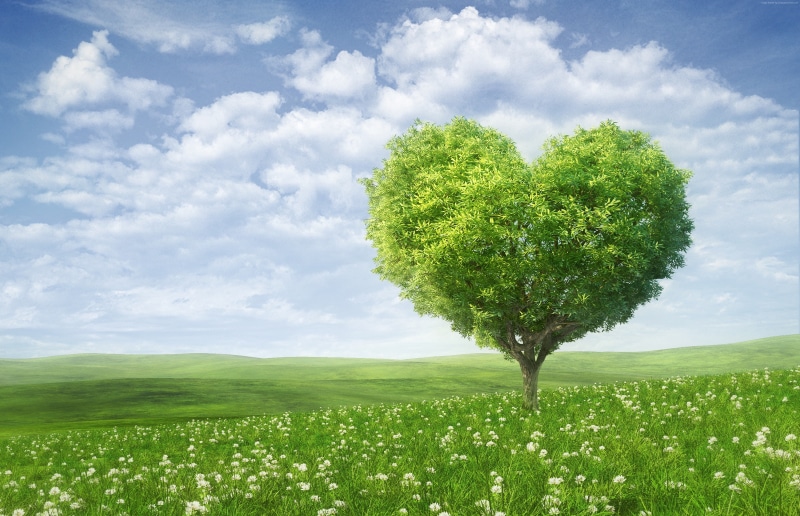 love image, tree, 5k, heart, 4K