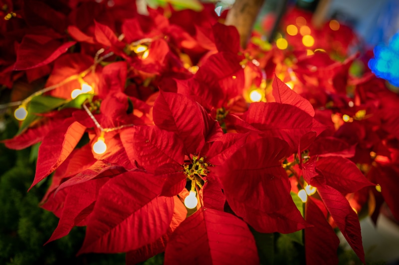 christmas, freshness, flower, metro.taipei, no people, petal, taiwan, flower head, vulnerability, 5K, night, leaf, focus on foreground, fragility, inflorescence
