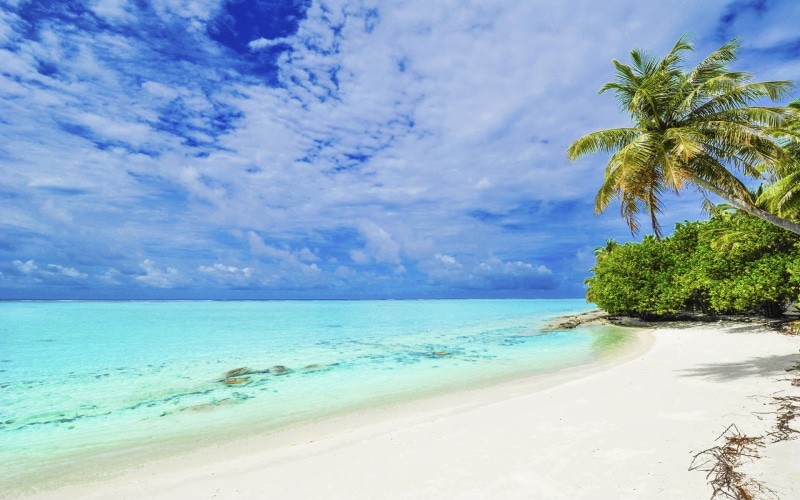 high, palm, matira, punta, sand, bora, 1080P, definition, tree, water, beach, white, island, hd, clear, tropical