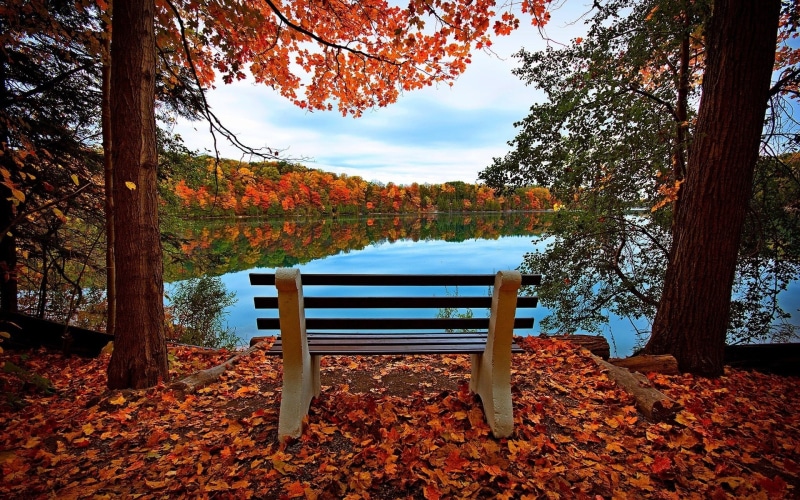 plant part, bench, no people, high definition  nature downloads 1920x1200, tranquility, orange color, tranquil scene, tree trunk, autumn collection, seat