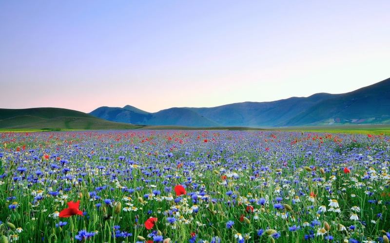 flowering plant, high definition nature  for widescreen 1920x1200, tranquil scene, landscape, outdoors, 1080P, no people, nature, clear sky, flowerbed