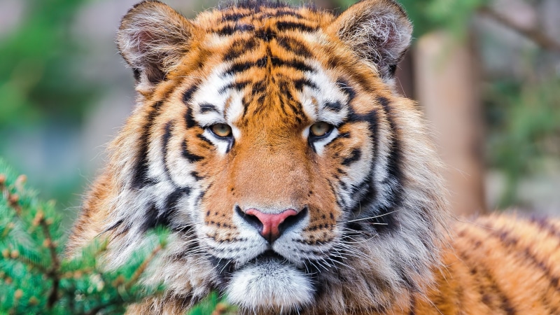 big cat, feline, animal, looking at camera, animal themes, 2K, tiger, animal body part, one animal, animal head, cat, animals in the wild, animal wildlife