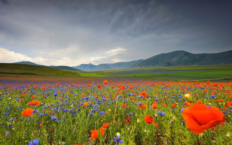 landscape, scenics - nature, flower head, outdoors, tranquility, high res  nature download 1920x1200, flowering plant, rolling landscape, plant, mountain range