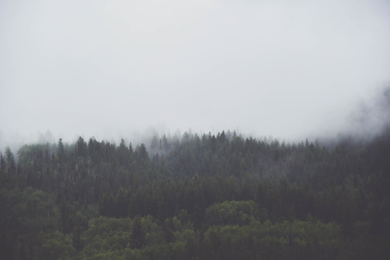 mist, day, weather, non-Urban Scene, grey, forest, sky, tree, foggy, vail, colorado, photo, outdoors, pink, pino, blue, hill, fog, beauty In Nature, coniferous Tree
