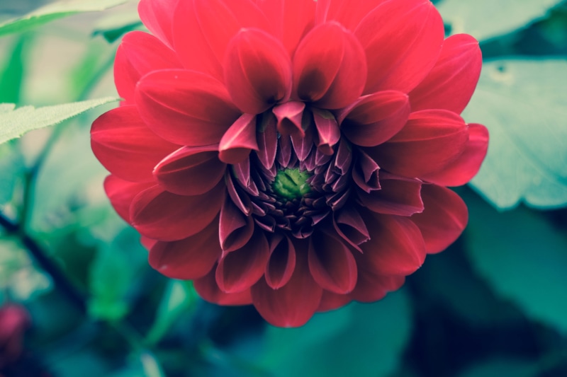 fhd, red, beauty in nature, enlarged, flower head, trees, outdoors, close-up, day, focus on foreground, inflorescence, nikon photography, dahlia, green background