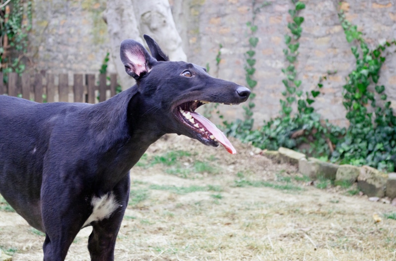 rescued dog, focus on foreground, looking away, 2K, cute, nose, curious dog, animal themes, portrait, sighthound, long dog, black dog, snout, day, mammal