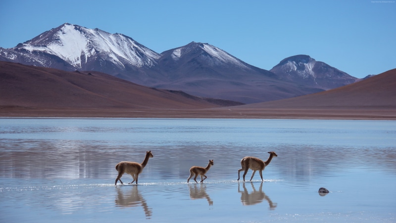 4k, 16K, Laguna Blanca, PICS, Lama, Bolivia, Mountains, 4K, 8k