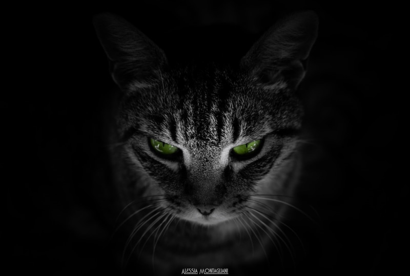 cat, background, green, animals, green eyes, black background, eyes, 1080P, 2048x1382, black