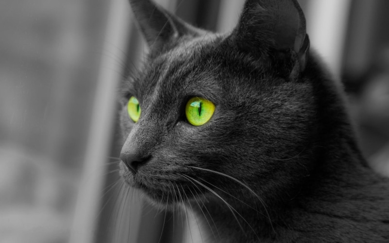 black cat, away, green eyes, look, cat, eyes, look away, green, 1080P, animals, black