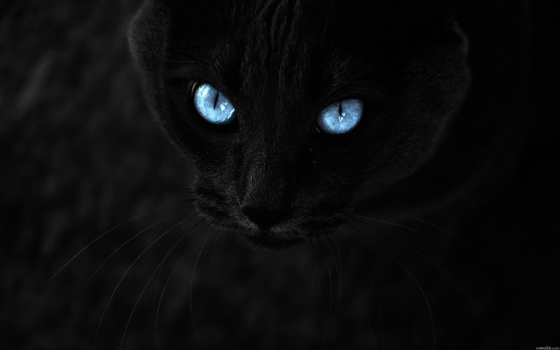 eyes, 2K, cats, x, hd, Black, blue, animals, art, photomanipulations