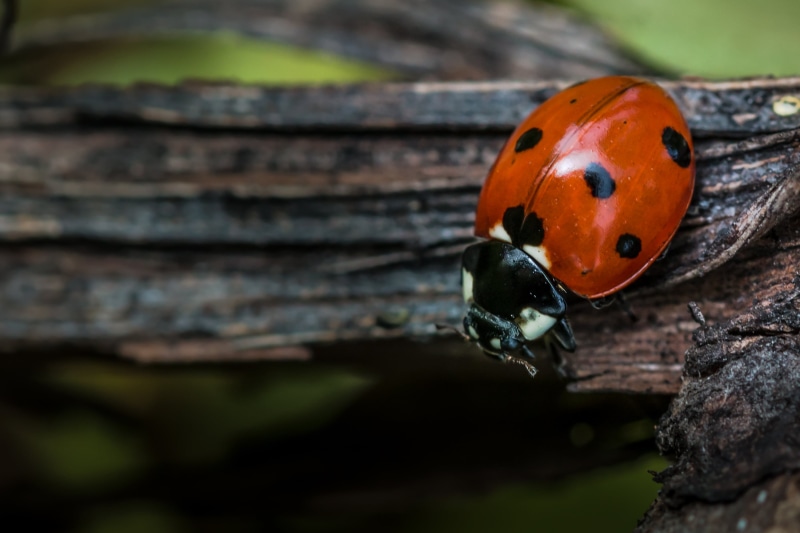 natur, lady bug, spotted, schwarz, kaefer, rinde, shallow, animal, bug, black, ast, red, focus, makro, beetle, insect, black lady, Ladybug, tier, macro