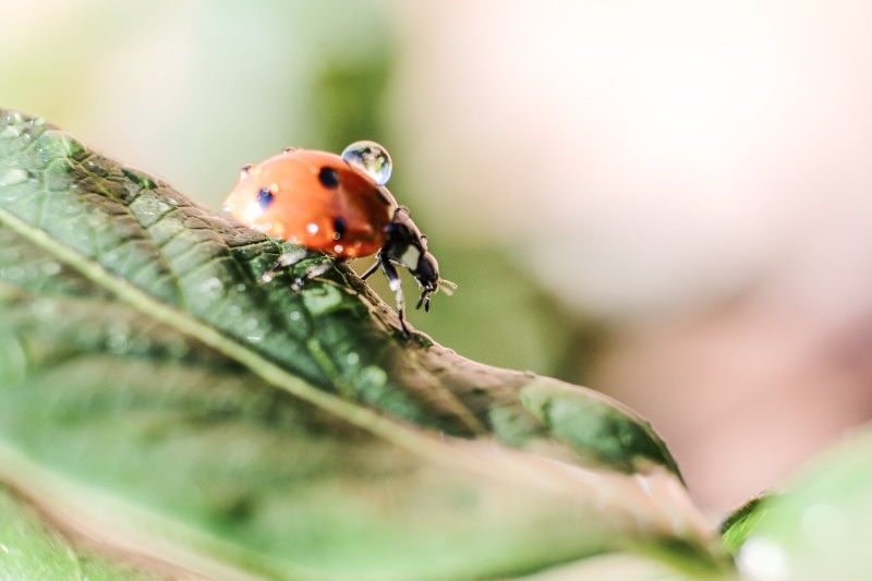 spotted, photography, 1080P, bug, closeup, X-T1, plant, red, green Color, summer, leaf, Macro, insect, Fuji, lady, Lady Bug, Close-Up, beetle, Ladybug