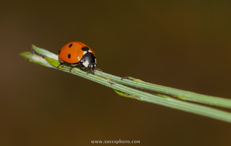 lady, bug, Minolta, animal, Lady Bug, insect, red, grass, A77, summer, green Color, ladybug, leaf, nature, plant, mariquita, spotted, macro, 2K, leave