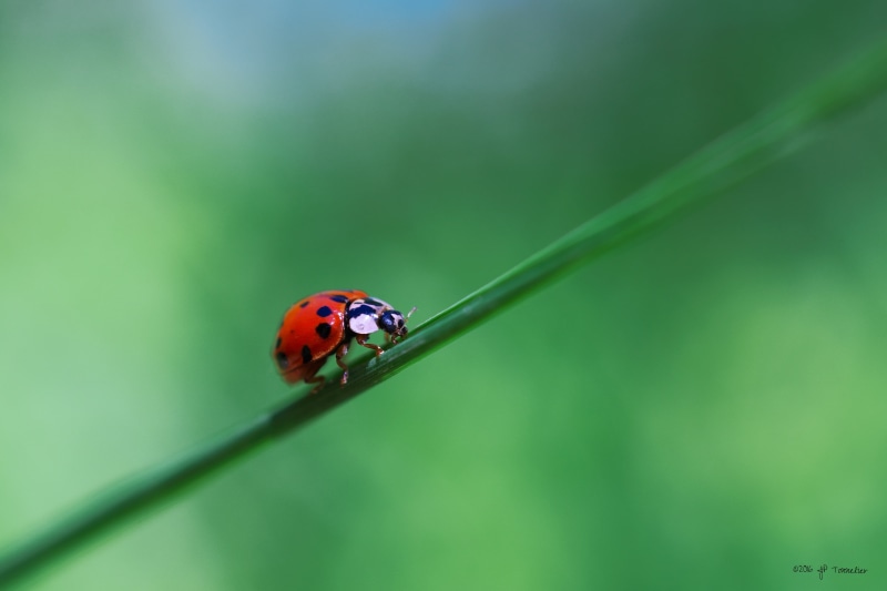 Coccinelle, animal, leaf, summer, Bokeh, OM, red, beetle, grass, plant, 4K, close-up, Fujifilm, bug, f2, green, green leaf, green Color, lady, sur, X-E1