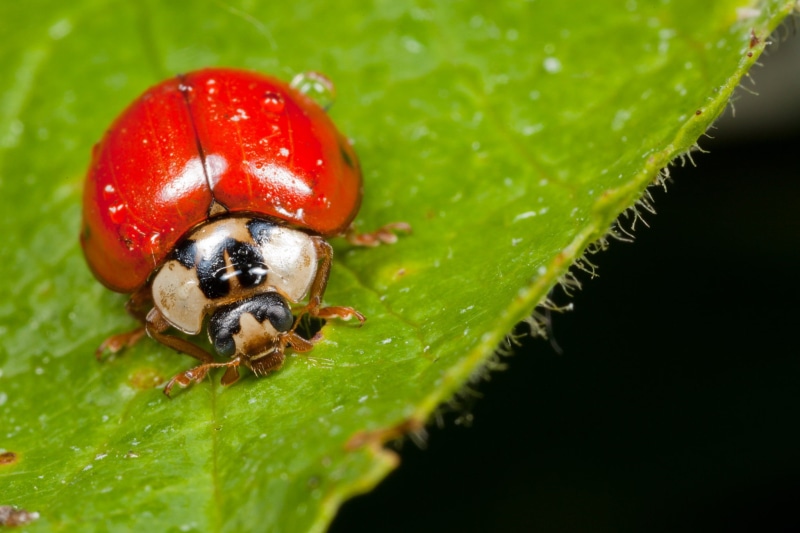 ladybug, leaf, 1080P, MP, Coccinella, bug, small, insect, animal, summer, green, red lady, nature, macro, beetle, close-up, giardino, green leaf, garden