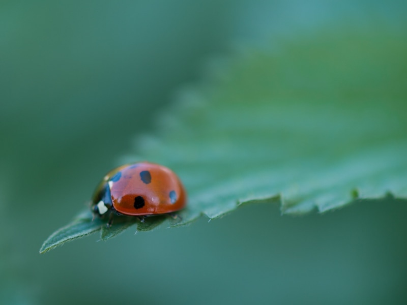 ladybug, small, close-up, arthropod, Manche, wildlife, beetle, leaf, animal, outdoors, plant, polka, Buais, Lady Bug, family, summer, vacation, France