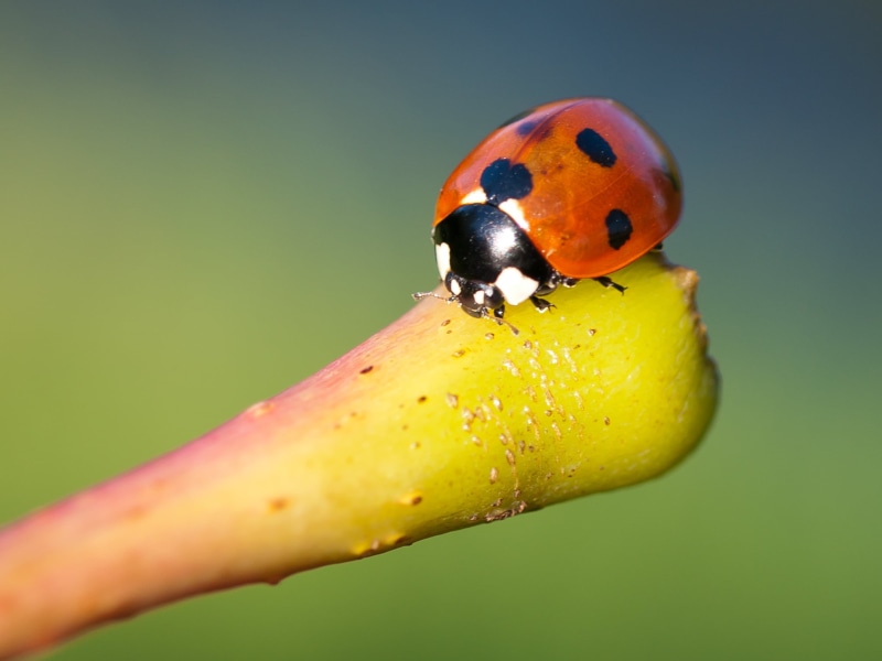leaf, family, spotted, beetle, outdoors, environment, Buais, small, close-up, polka, France, digital-slr, vacation, Normandy, Olympus E-3, SLR, garden
