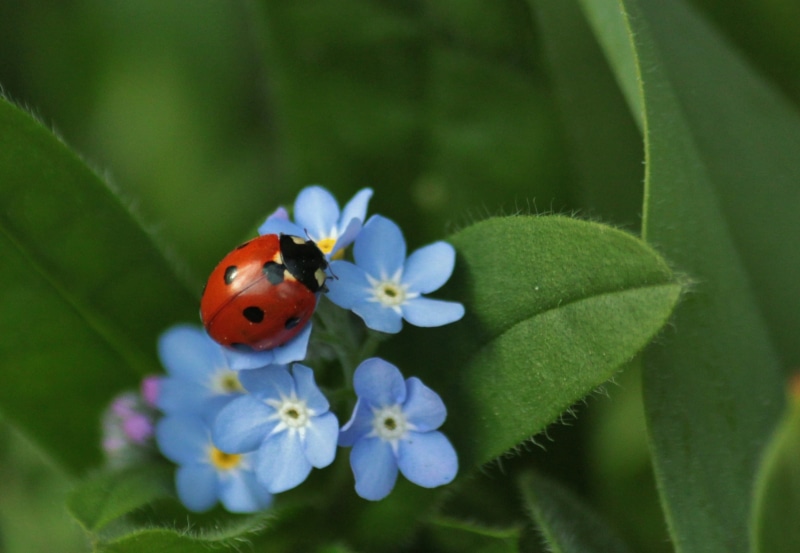 animals, black, insect photo, flower, blossom, plant part, insects, environment, animal world, flowers, summer, macro, daytime, leaf, plant, beetle macro