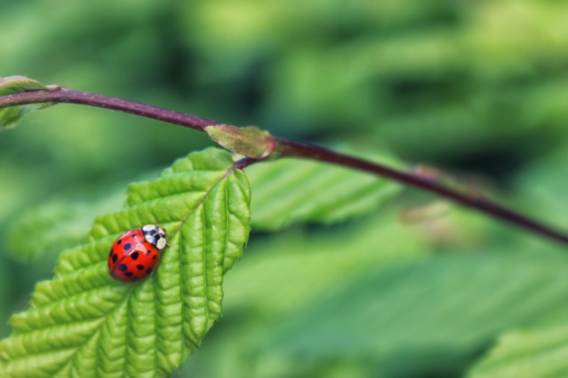 focus on foreground, leaf, small, invertebrate, plant, day, black, close-up, selective, macro, green, natural, wildlife, colorful, nature, park, garden