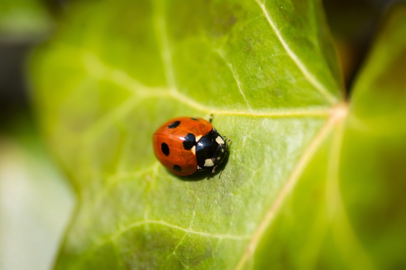 ladybird, one animal, spot, plant part, close-up, dot, day, nature, animal, beetle, ladybug, crawl, green color, wing, black, outdoors, invertebrate, insect