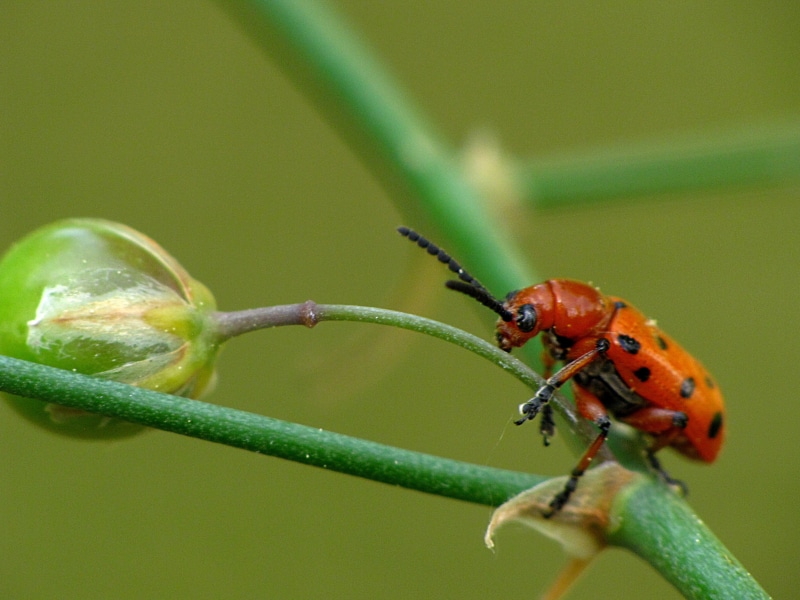 garden  pest, red and black, stem, red, nature, green Color, black, dotted, beetle, wildlife, plant stem, insect, photography, bokeh, orange, portrait