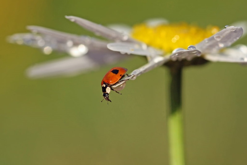 beetle, 480P, ladybird, plant, bug, daisy, close, nature, white Daisy, close-up, red and black, white, close-up photography, animal, leaf, insect, flower