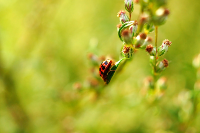 leaf, outdoors, 2K, Typ, green leaf, close-up, Ladybug, photo, Makro, flower, insect, spotted, Sony Alpha 65, nature, beetle, black, red and black, green Color