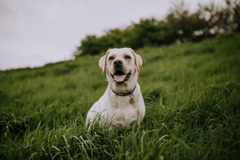 collar, one animal, mouth open, looking, black, playful, domestic Animals, looking at camera, canine, grass, white dog, 5K, coated, sticking out tongue