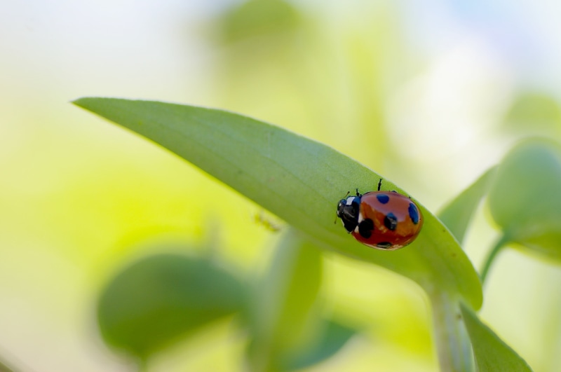 ladybird, green, perched, close-up, closeup, red, insect, black, red and black, photography, nature, 2K, summer, green Color, Ladybug, leaf, animal, closeup photography