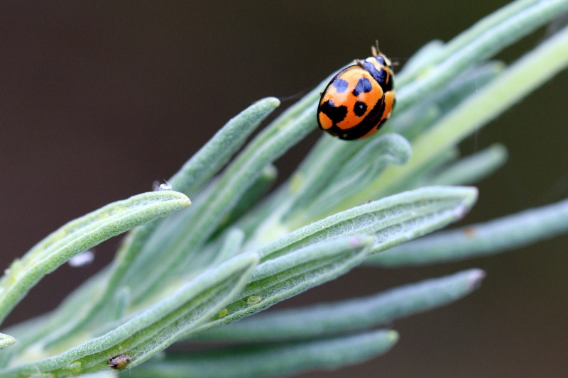 2K, selective focus, morning, one animal, insect, focus, springtime, green Color, summer, shine, flowering plant, close-up, blade, animal wildlife, bug