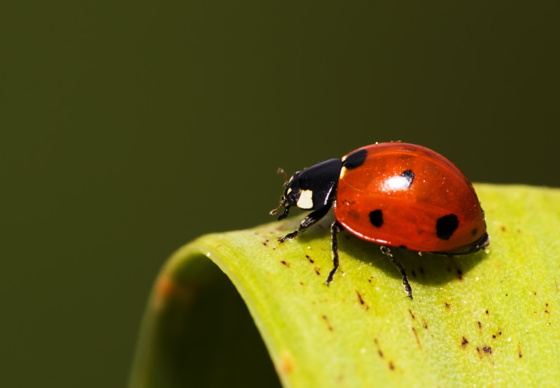 spotted, grass, 4K, ladybird, macro, DCR, summer, ladybug, red, small, black, plant, beetle, animal, MG, seven, green Color, close-up, nature, insect