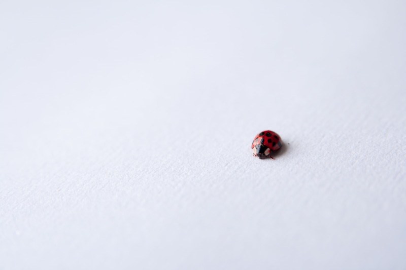 small, day, invertebrate, close-up, tiny, copy space, photography, focus, white, outdoors, no people, nature, 1080P, animal, white color, insect, black