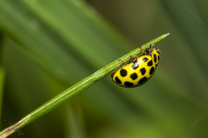 nature, green Color, beetle, yellow, leaf, 2K, black and yellow, photo, job, animal, UK, Peterborough, spotted, Valentine, Manic, Garden, Canon  7D, paint