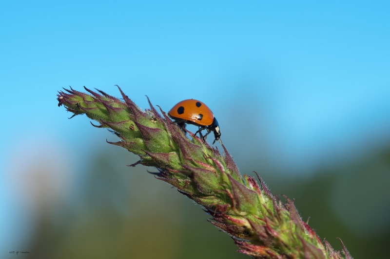 close-up, Macro, plant, Haute-Garonne, grass, Lens, Bokeh, France, Coccinelle, red and black, ladybird, summer, black, ladybug, red, leaf, f2, insect, fujifilm  X-E1