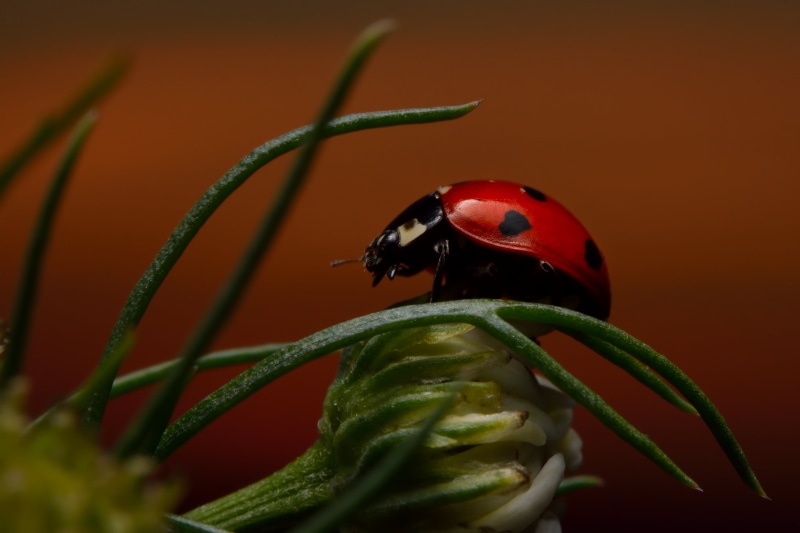 leaf, grass, macro, animal, red and black, green, ngc, Ladybug, close-up, beetle, red, sunrise, black, sun  green, sunset, biedronka, green leaf, nature