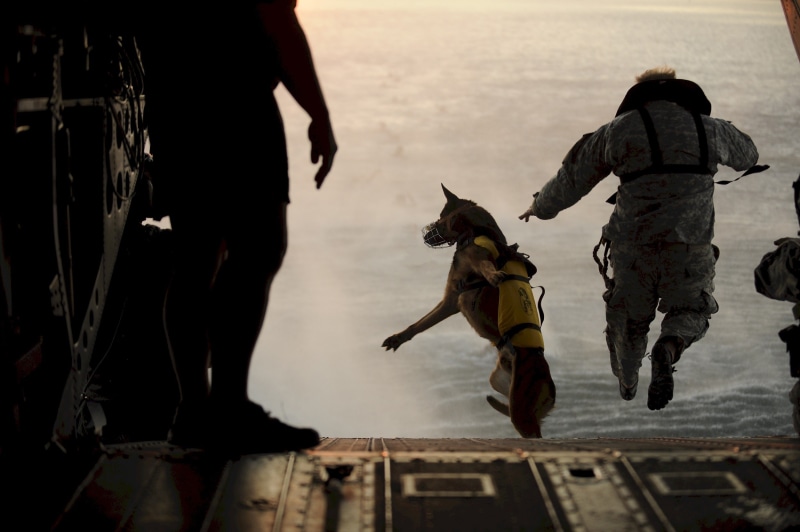 sky, activity, government, parachuting, group of people, men, skydiving, shepherd, day, falling, parachute, jumping, canine, dog, tan, domestic, real people