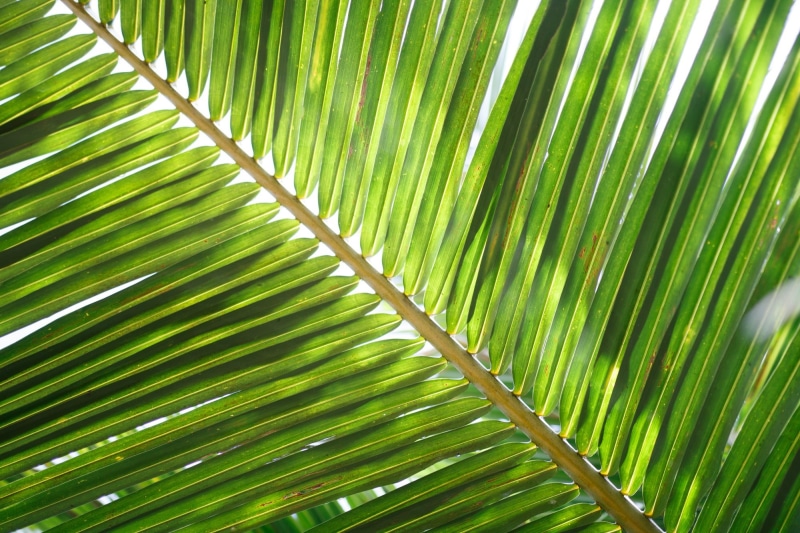 botany, backgrounds, 1080P, natural pattern, palm leaf, close-up, tree, directly below, coconut leaf, tropical, growth, full frame, pattern, nature, beauty in nature