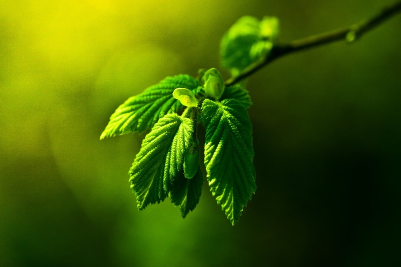 zweig, forest, flora, detail, tree, plant, 1080P, outdoors, nature, Photosynthesis, macro, lush Foliage, macro photography, environment, green Color, blätter