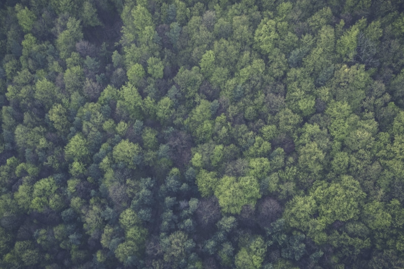 bird, pine woodland, coniferous tree, high angle view, 5K, green, non-urban scene, woodland, nature, outdoors, day, plant, s, trees, backgrounds, top