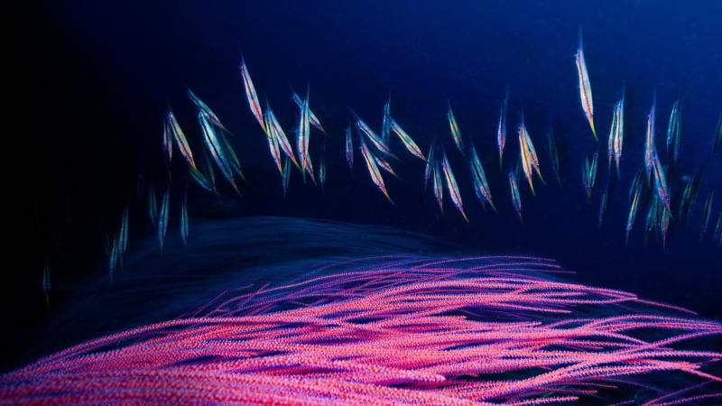 motion, fish, nature, pattern, light painting, long exposure, 1080P, indoors, purple, glowing, blue, sea, abstract, deep sea, sky, light trail, black