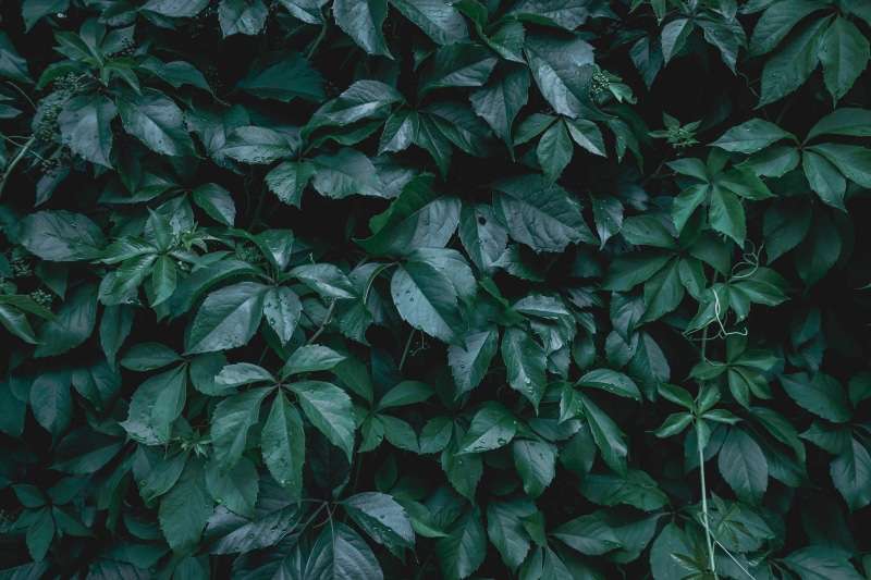nature, flat, day, green, close-up, full frame, vulnerability, natural pattern, freshness, plant, directly above, outdoors, layout, creative, high angle view