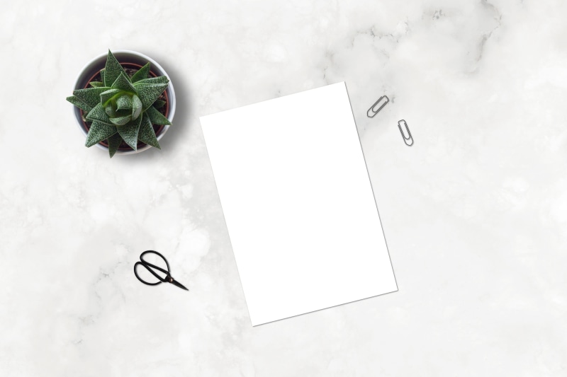 drawing, plant part, shop, sheet, marketing, no people, instagram, picture, paperclip, layout, business, ecommerce, plant, blank, blog, marble, high angle view