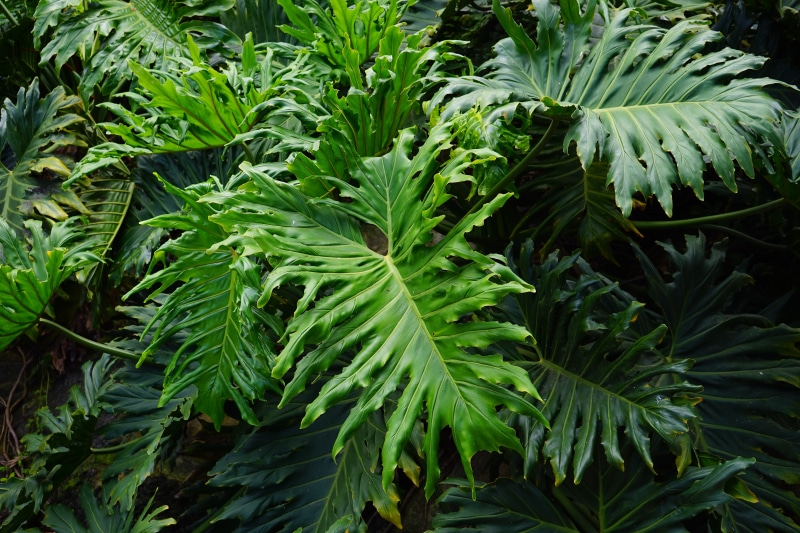 plants, tree philodendron, no people, herb, botany, shiny, 5K, periwinkle, field, land, plant, freshness, araceae, philodendron, growth, green color, leafed