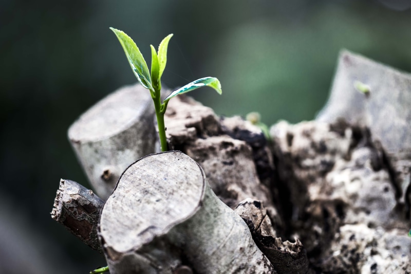 grow, shallow, selective focus, botany, focus, dirt, life, leaf, beauty in nature, nature, growth, 5K, gardening, beginnings, close-up, environment, trunk